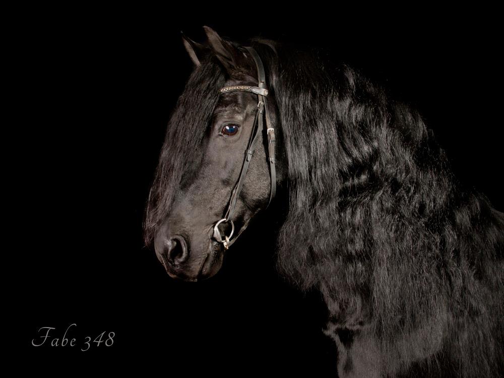 Fabe 348 - Friesian Stallion